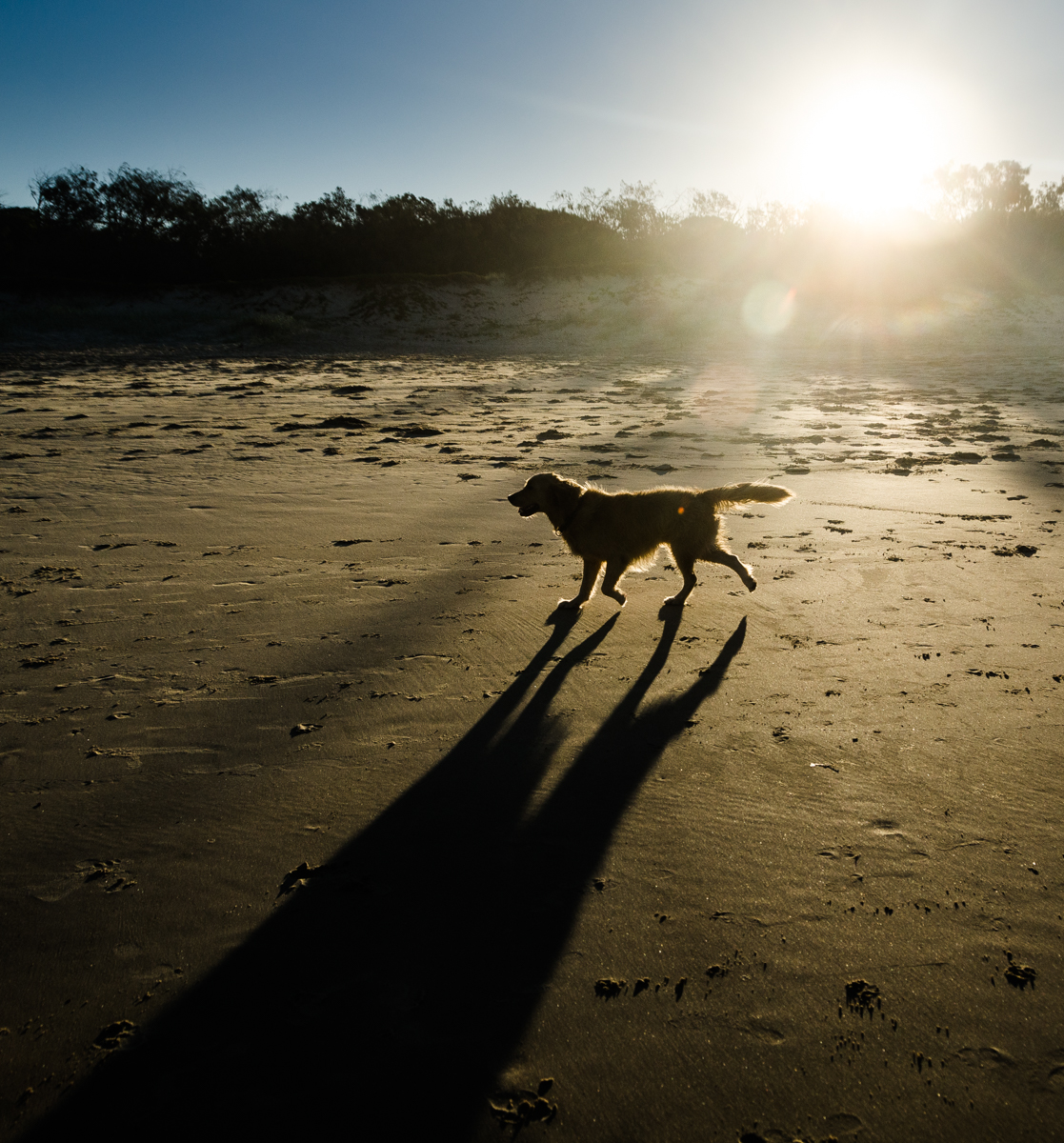 Morning Trot