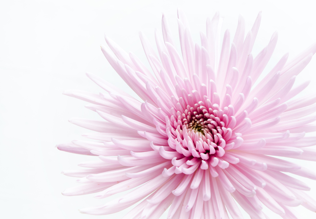 Mother's Day Chrysanthemum