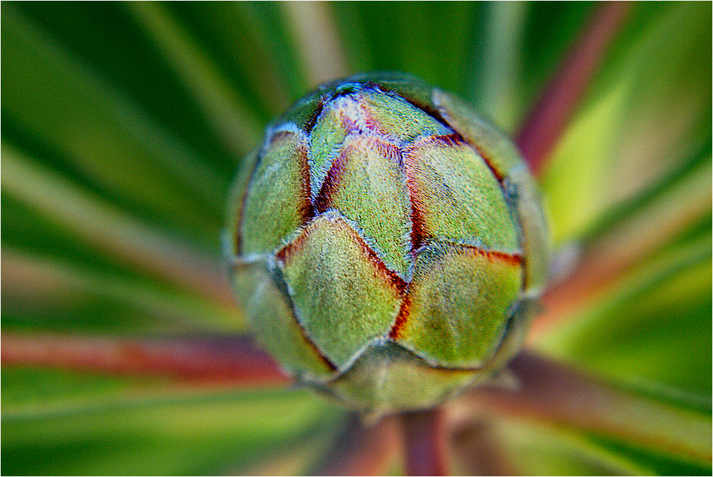 Protea Bud