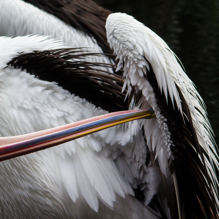 Pelican Preening