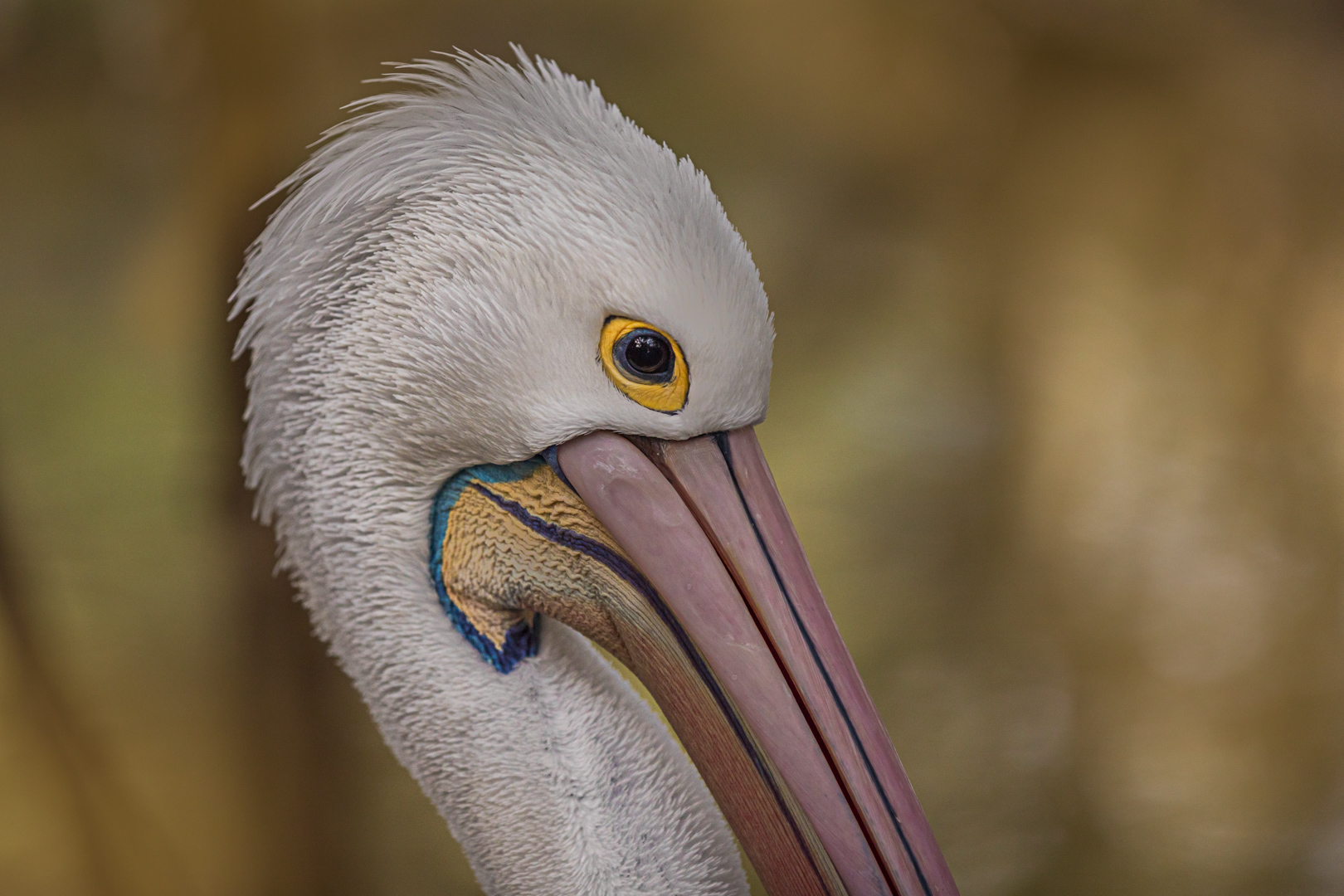 Pelican