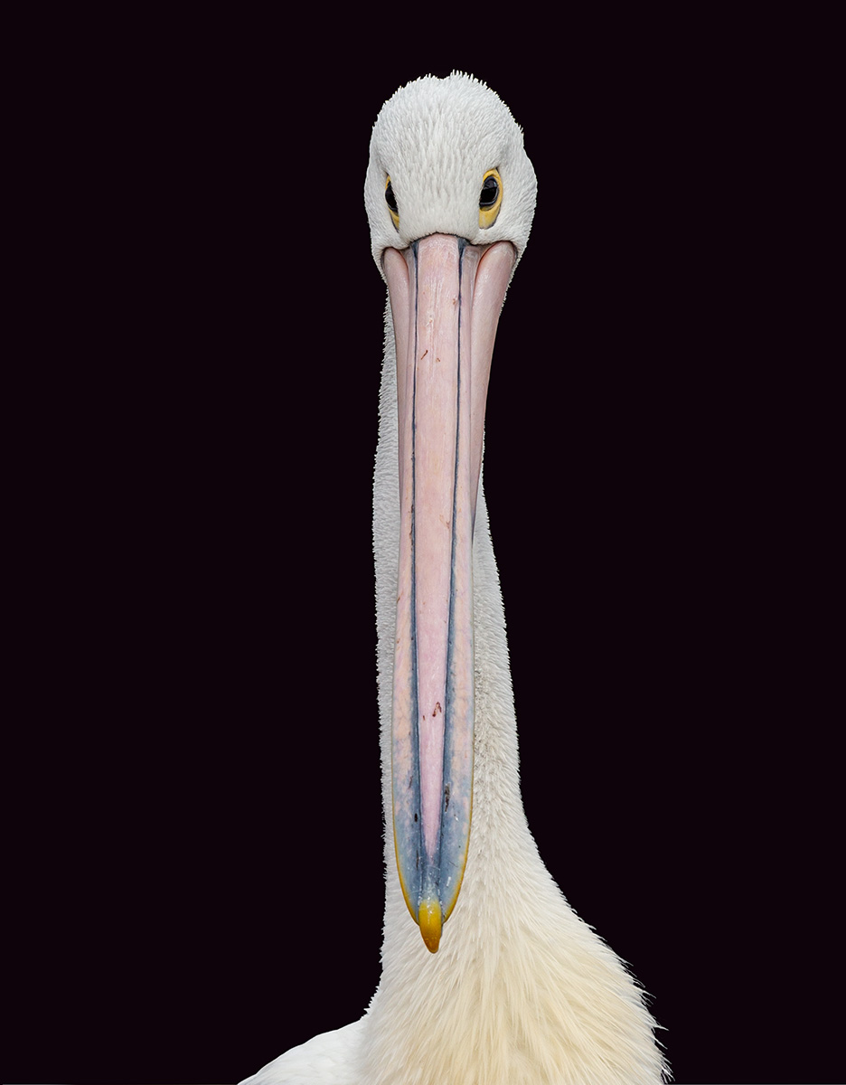 Pelican