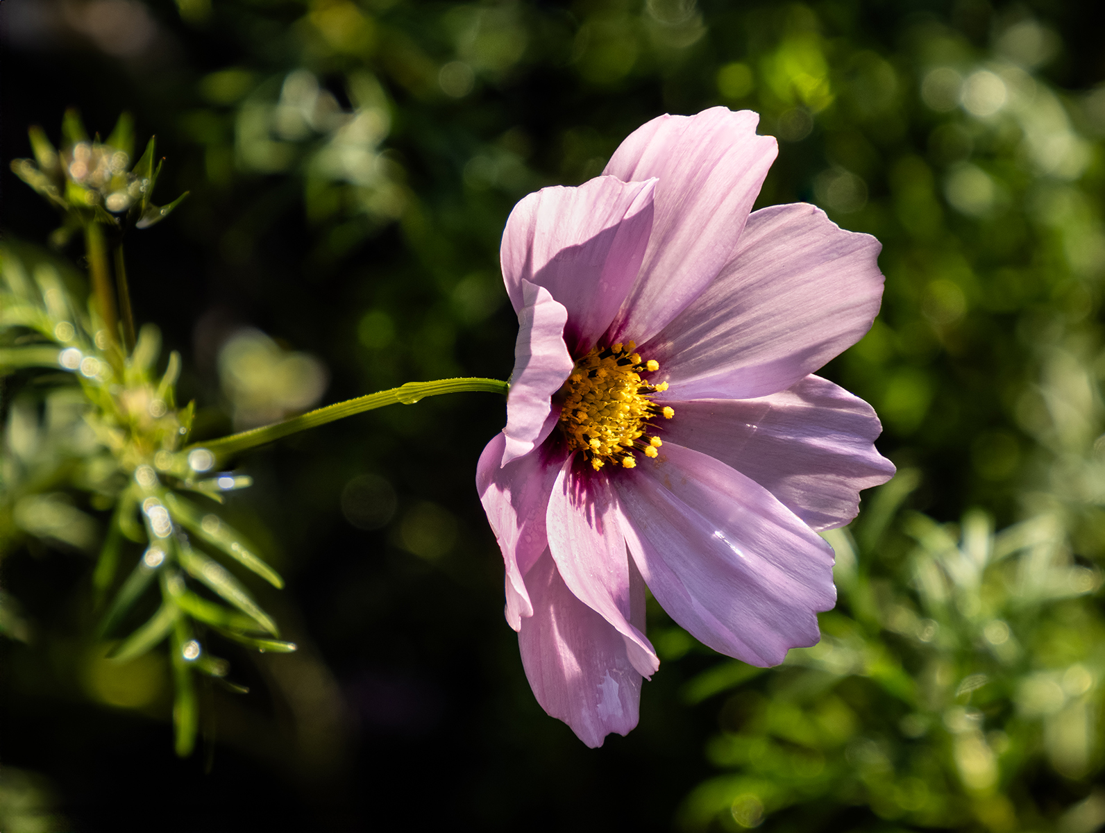 Pink Cosmos