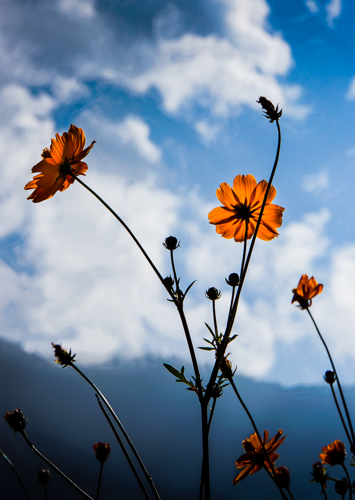 Reaching for the Sky