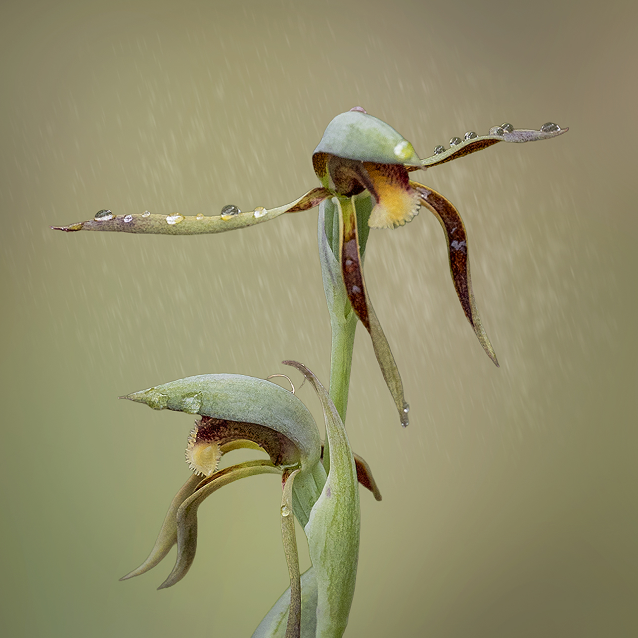 Red Beak Orchid