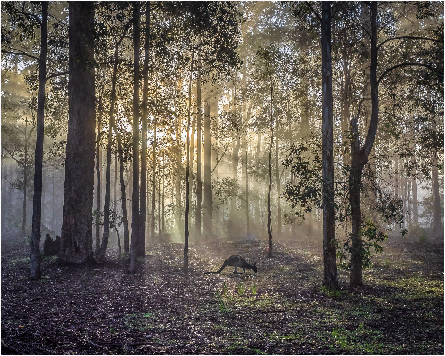 Roo in Mist