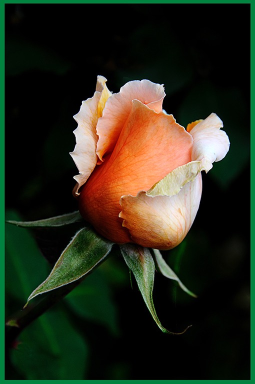 Rose Bud