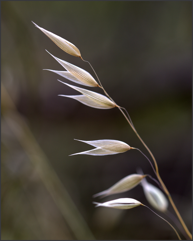 Sunlit Grassheads