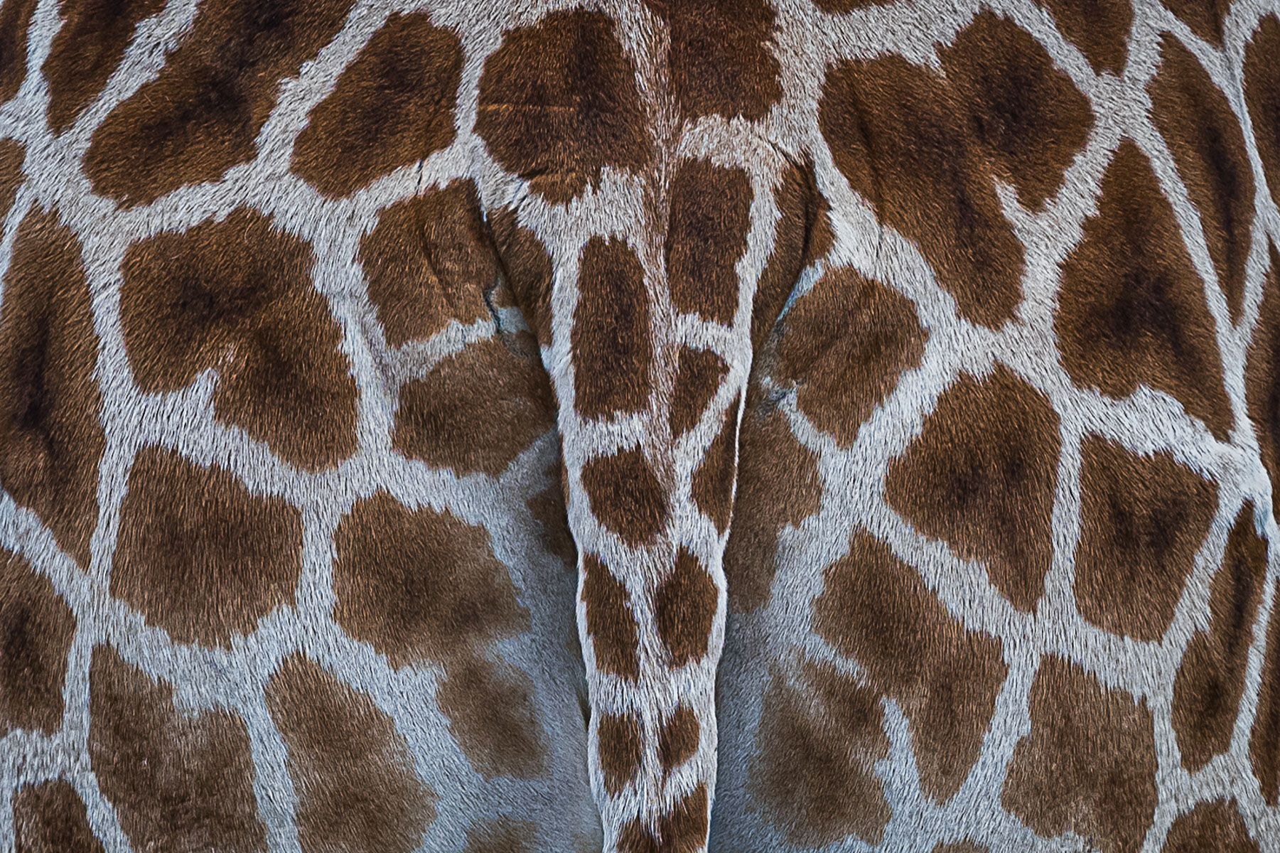 Giraffe Spots