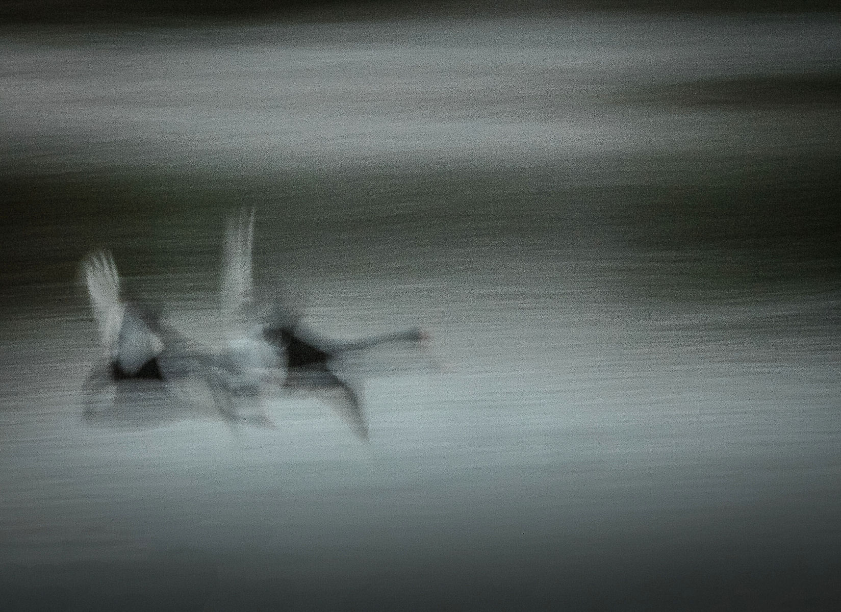 Swans in a Gale