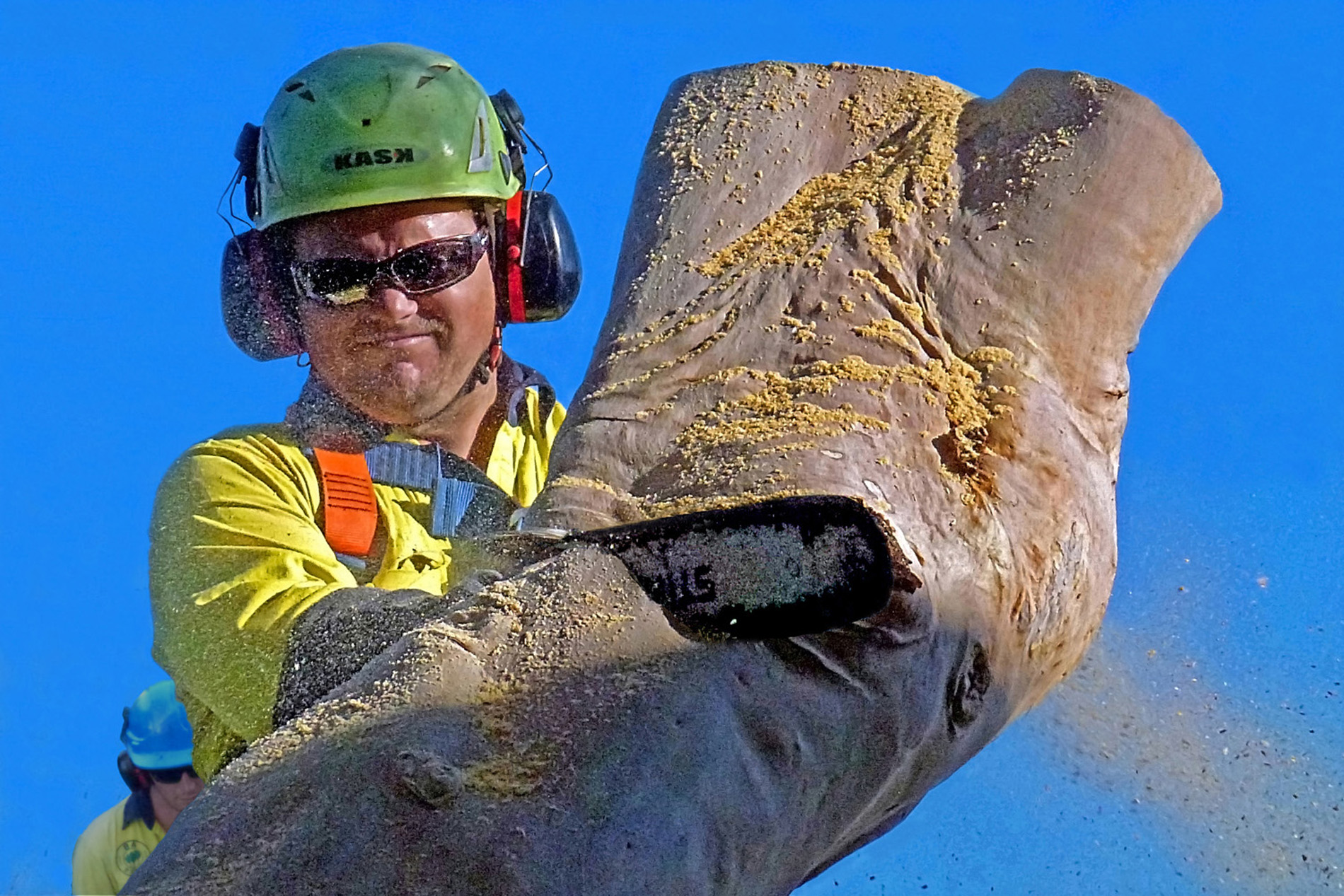 Tree Pruning