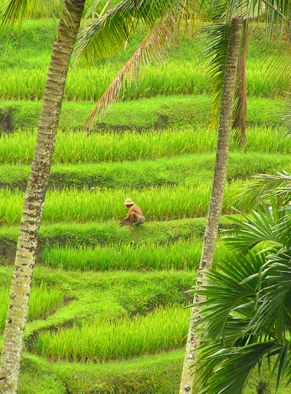 Tending the Terraces