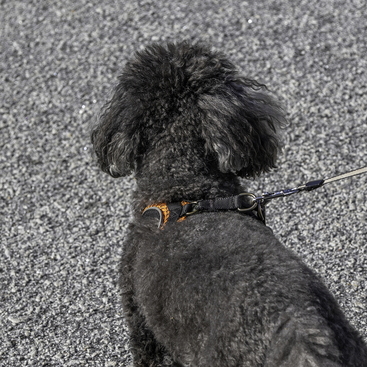 Time for a Walk