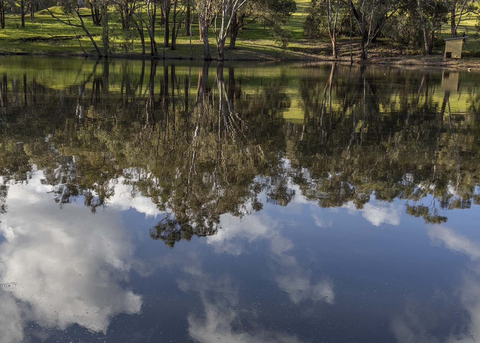 Trees on the Lake