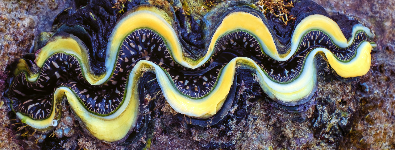 Tridacna Clam