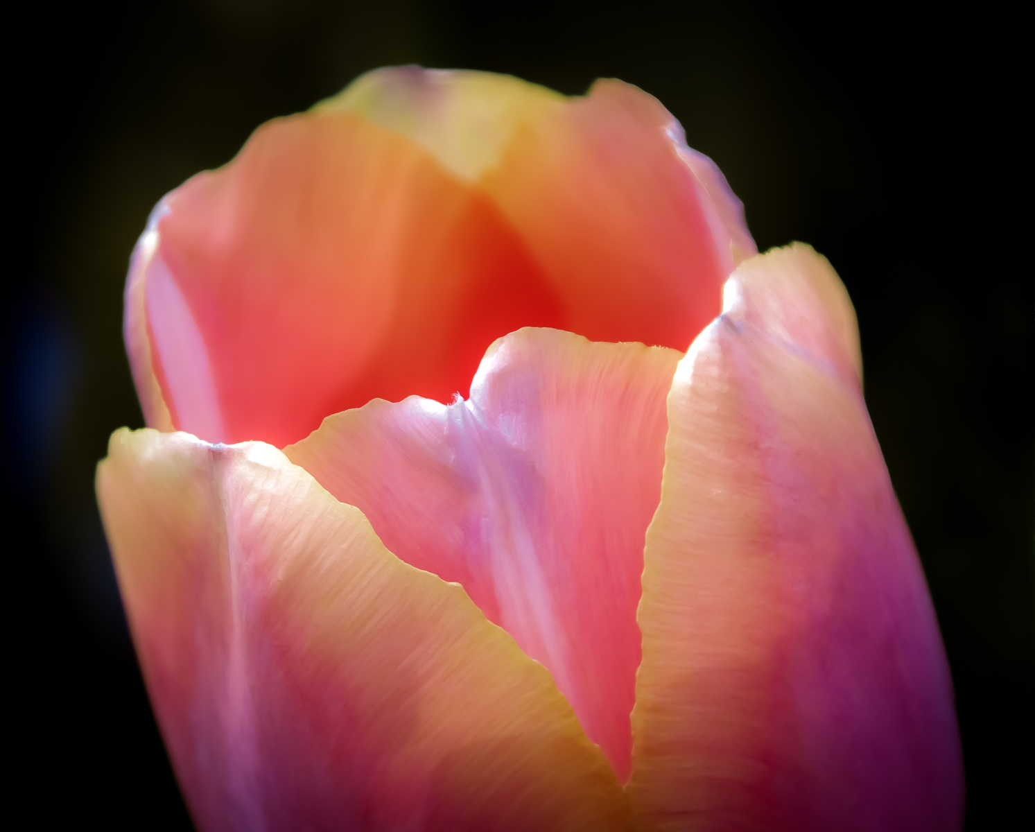 Tulip Glow