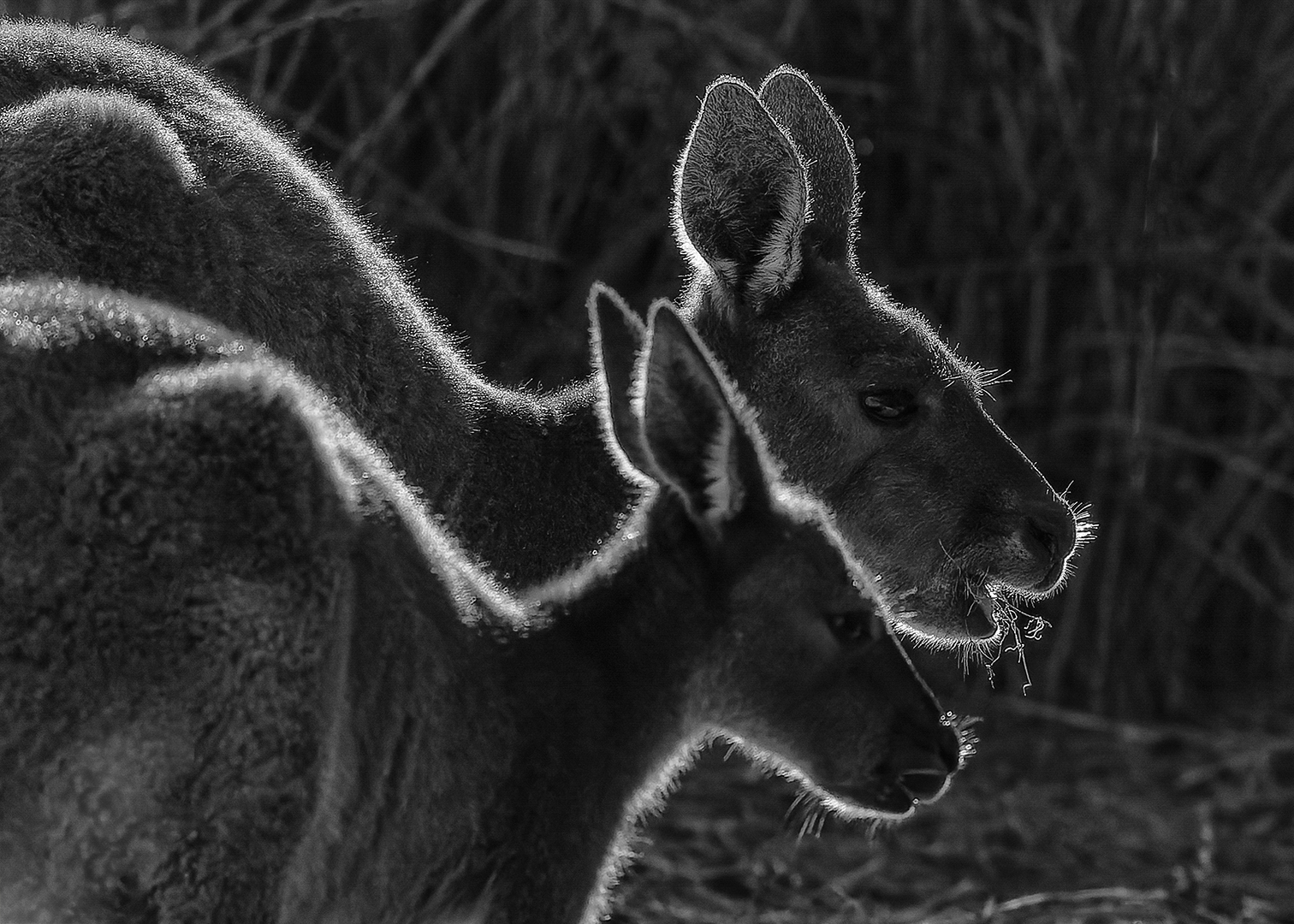 Two Kangaroos