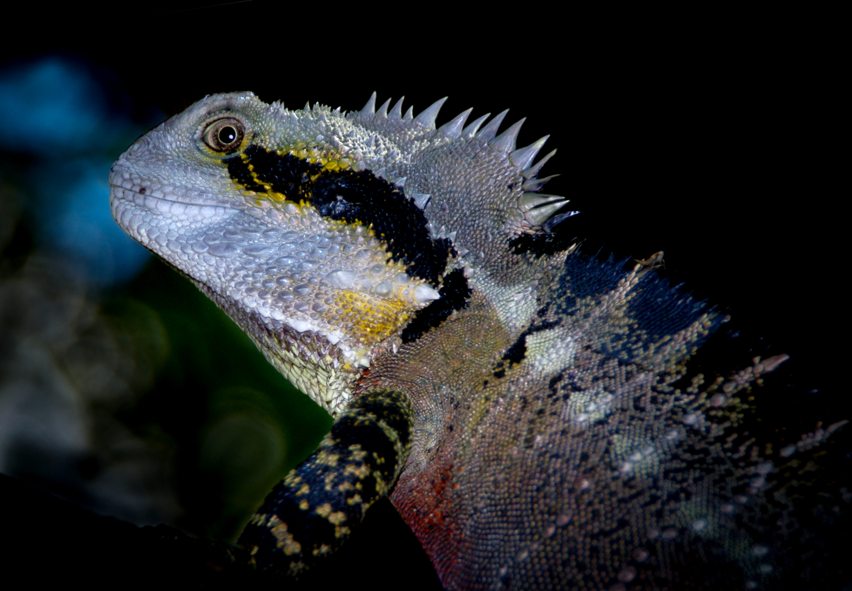 Water Dragon Lizard