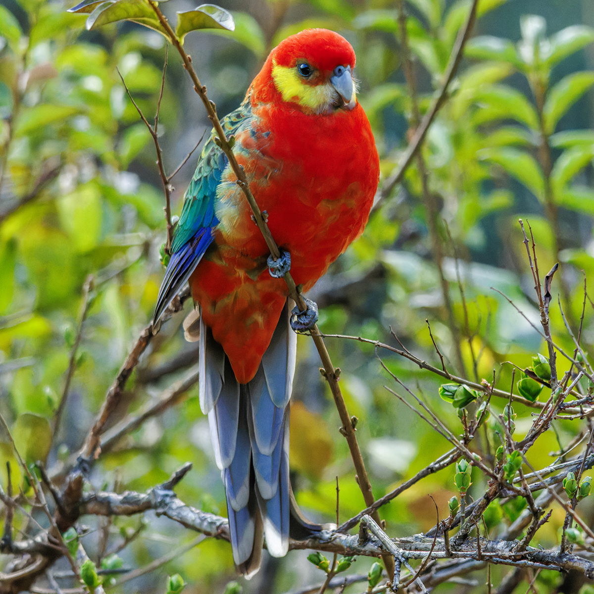 Western Rosella