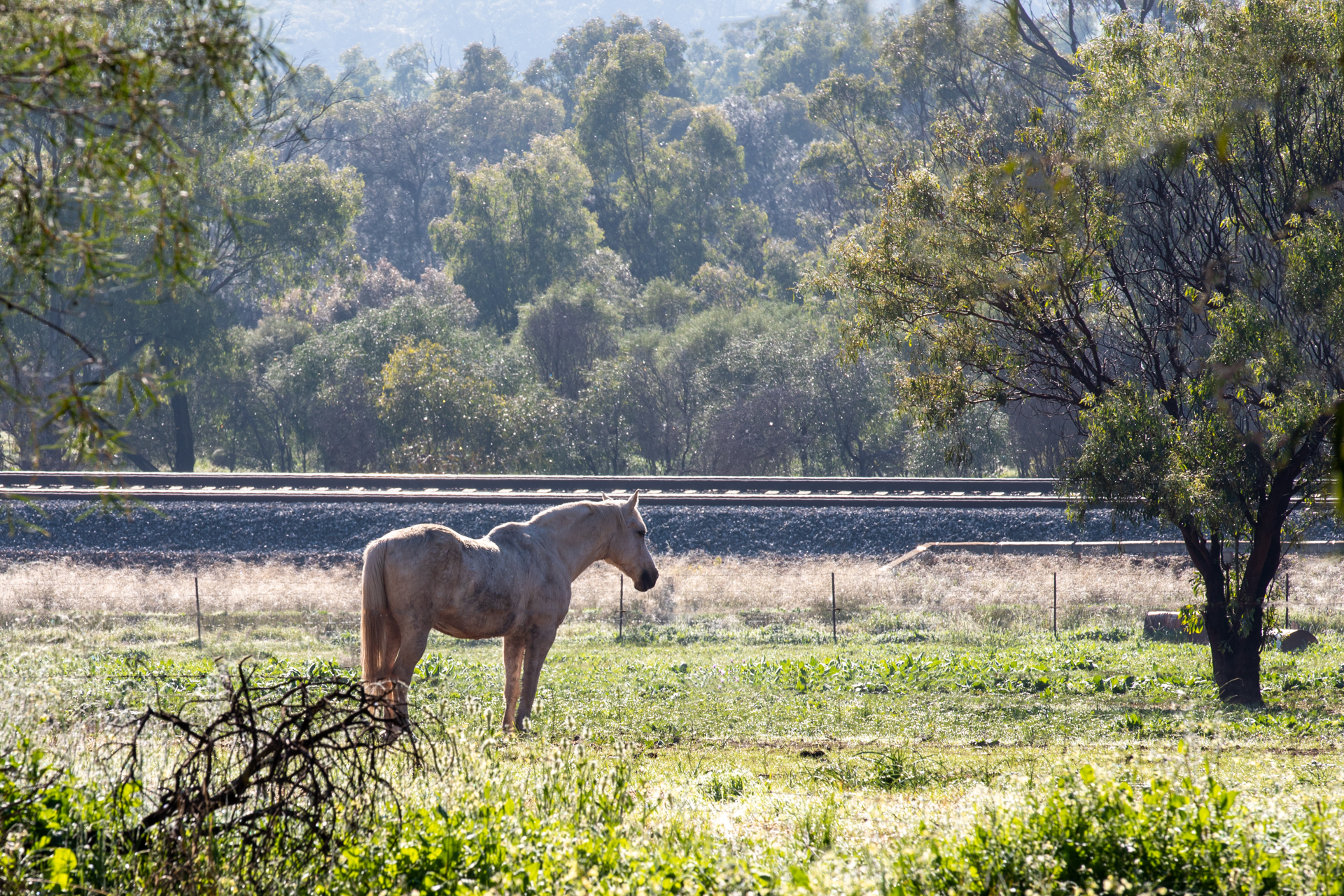 White Horse