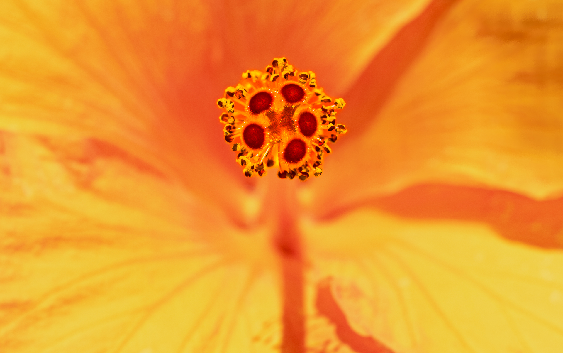 Hibiscus Stamen