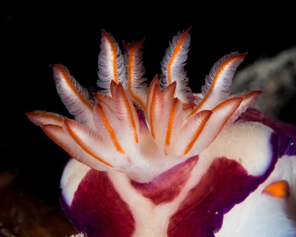 Nudibranch Gills