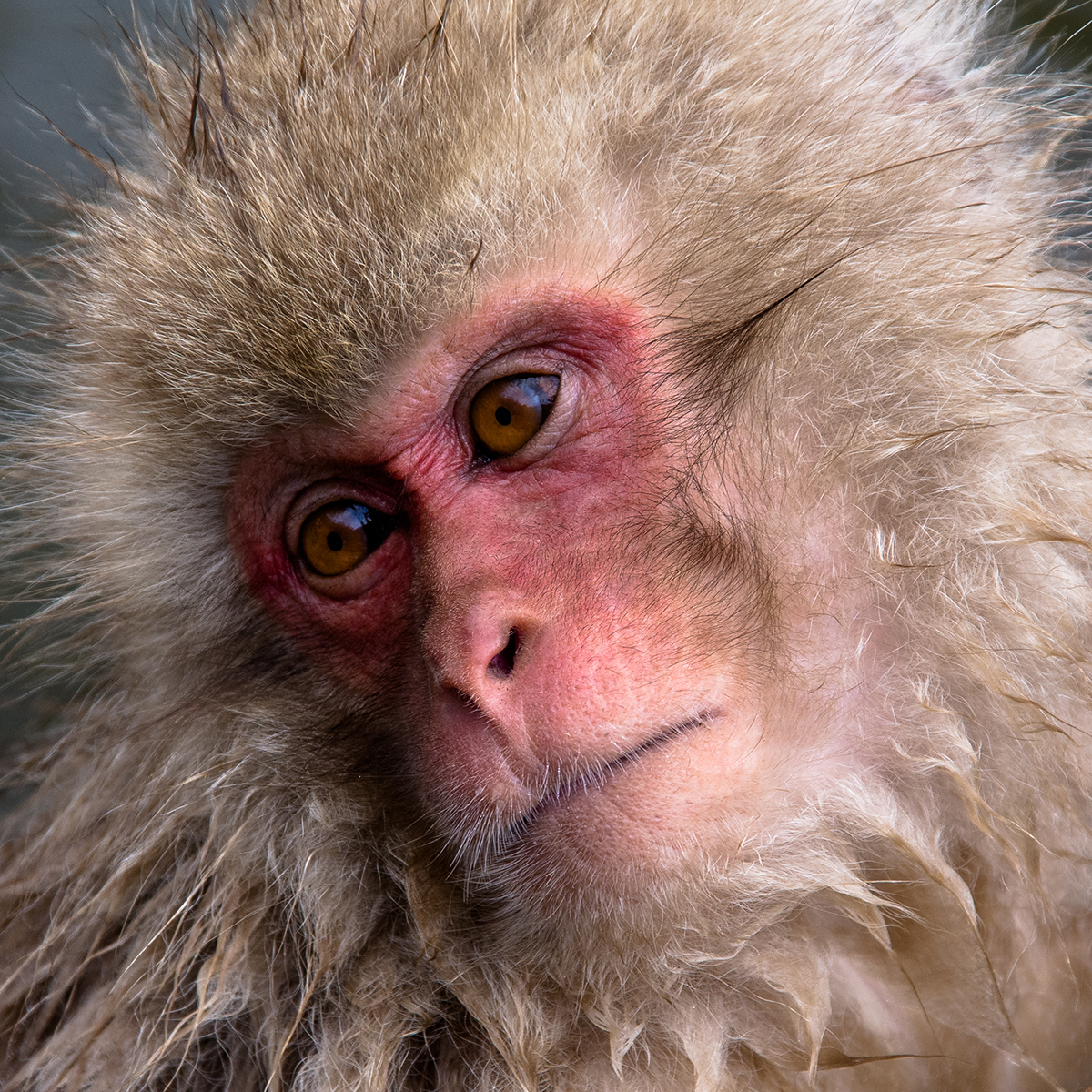 Snow Monkey