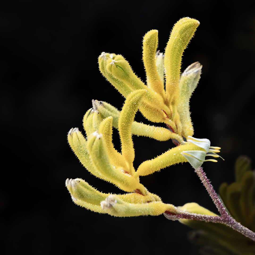 Spring Kangaroo Paw