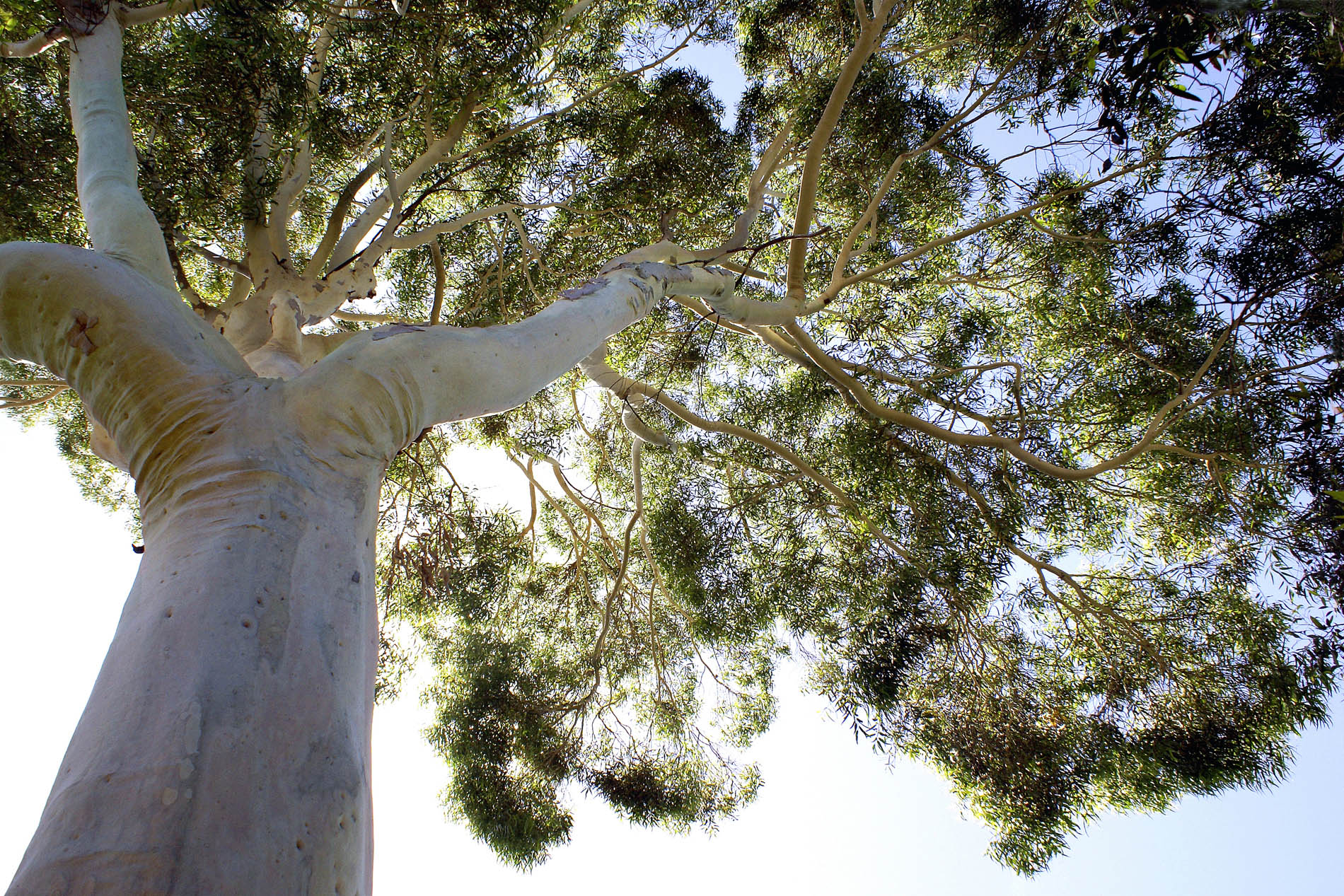 Backlit Gum Tree