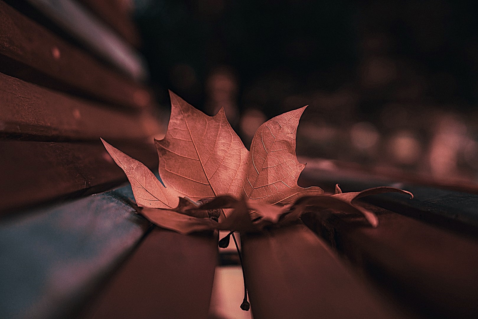 Tawny Autumn