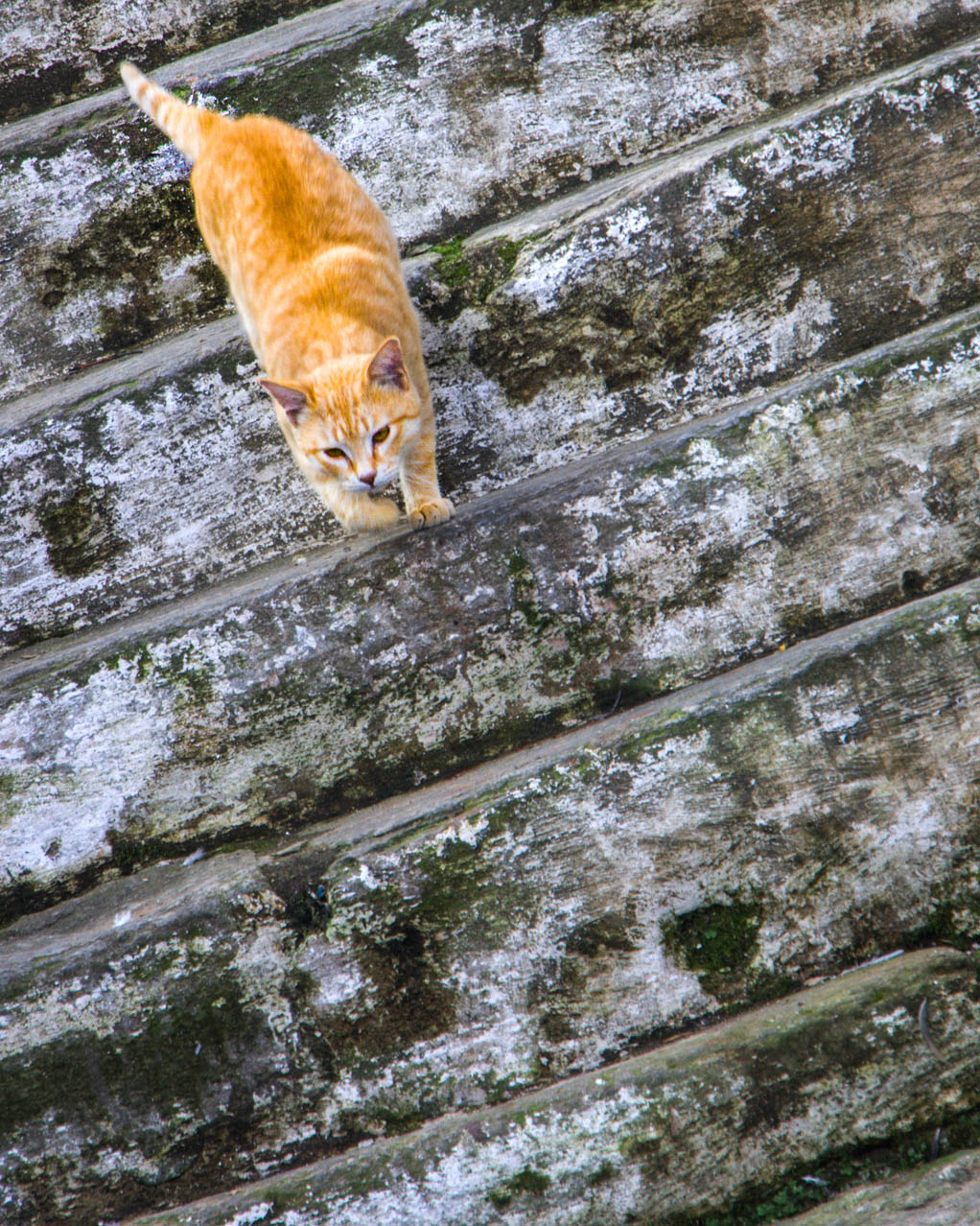 Temple Cat