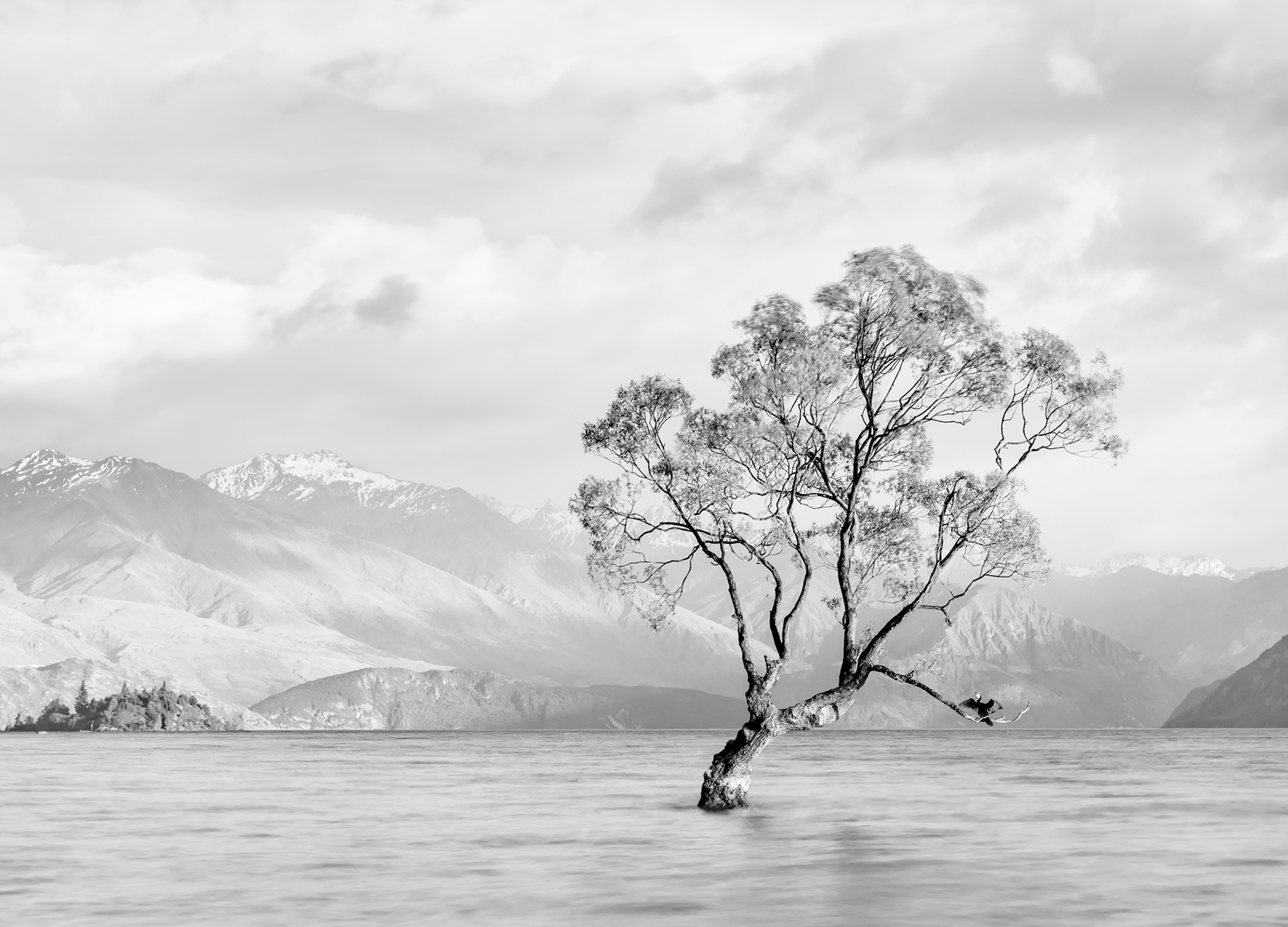 That Wanaka Tree