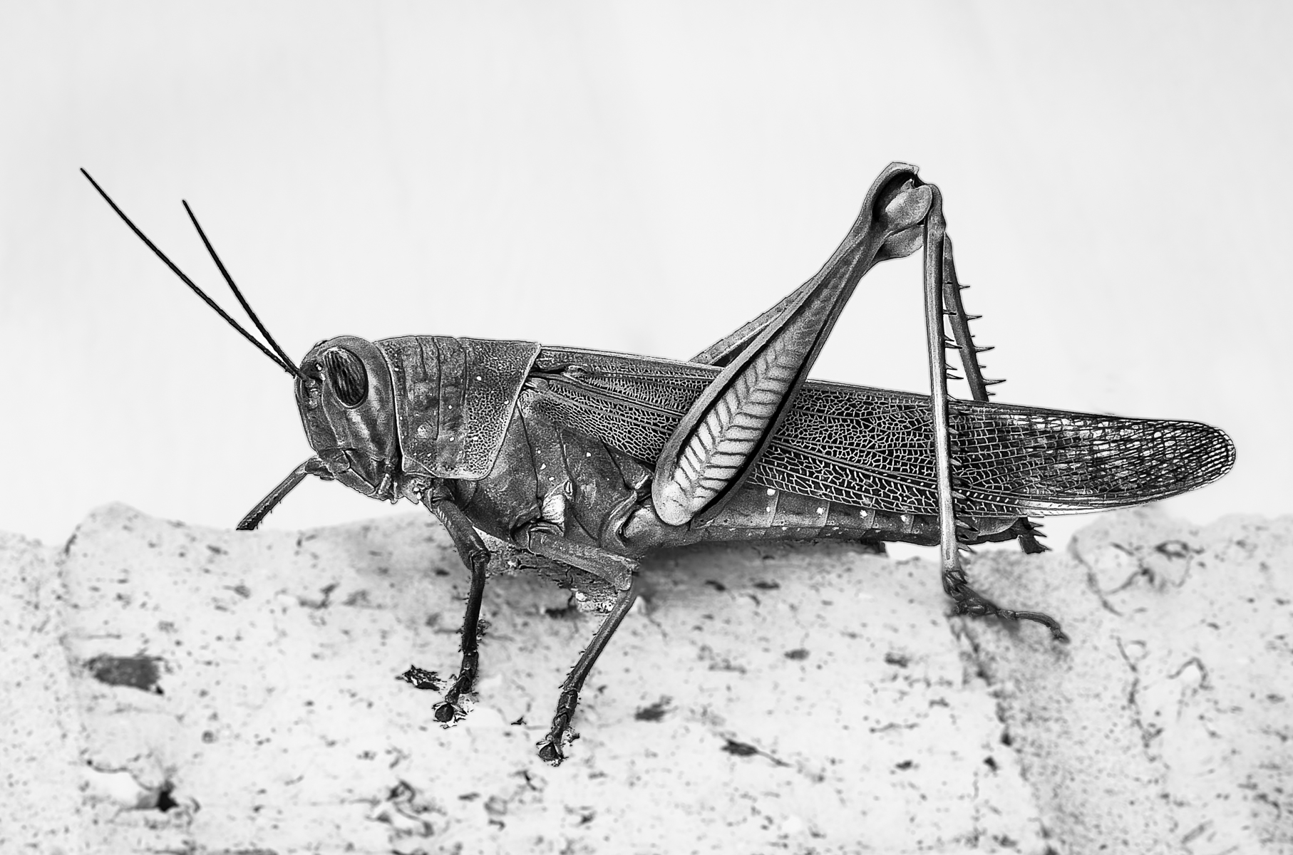The Invader