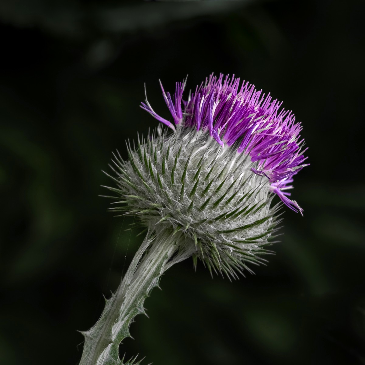 The Pride of Scotland