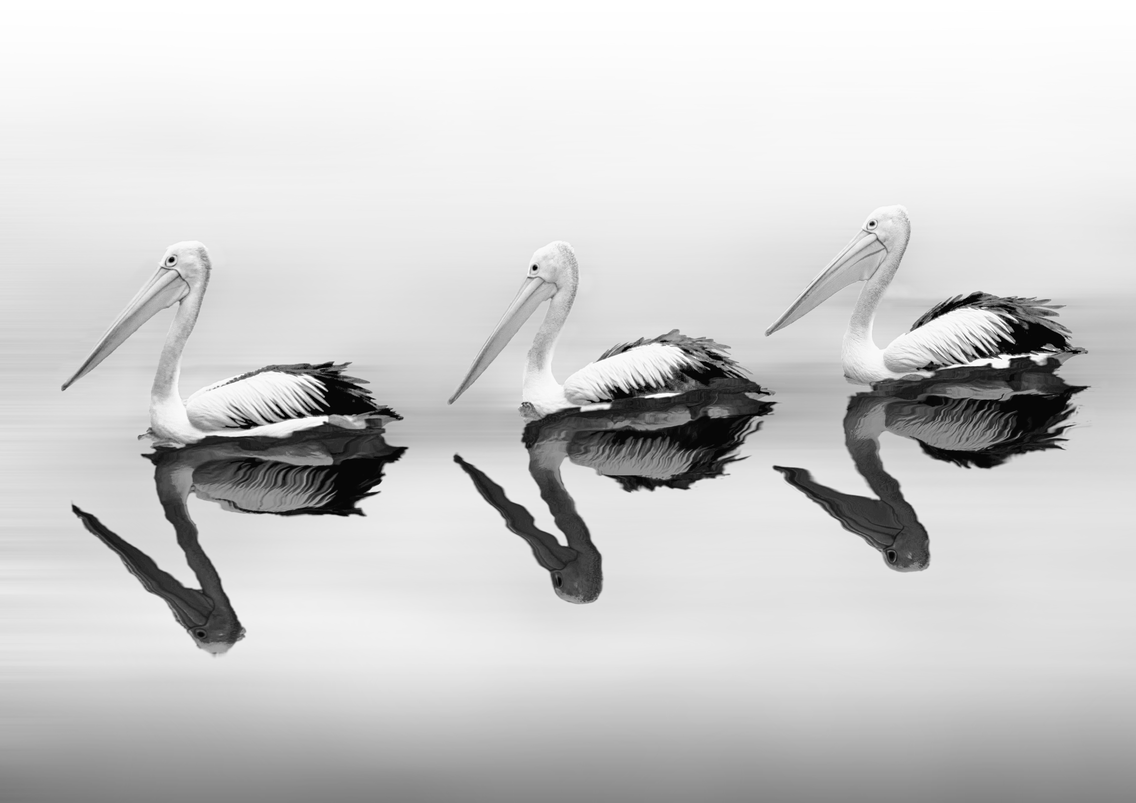 Pelican Reflections