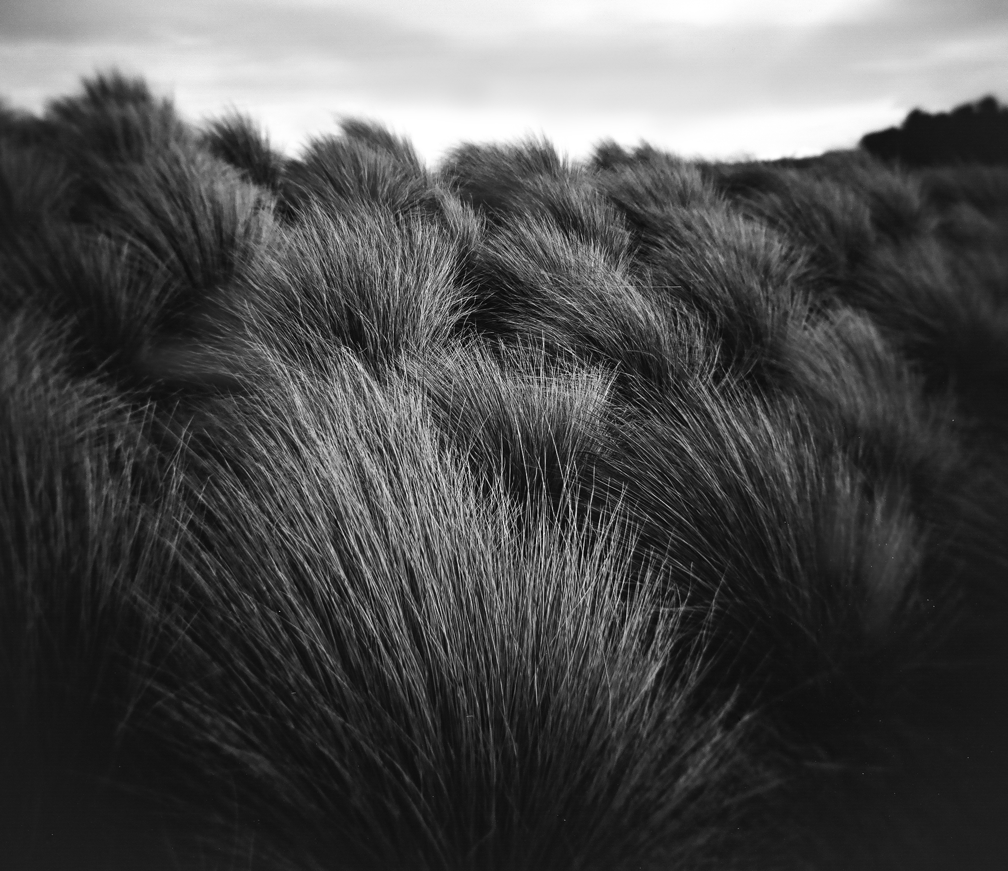 Tussock