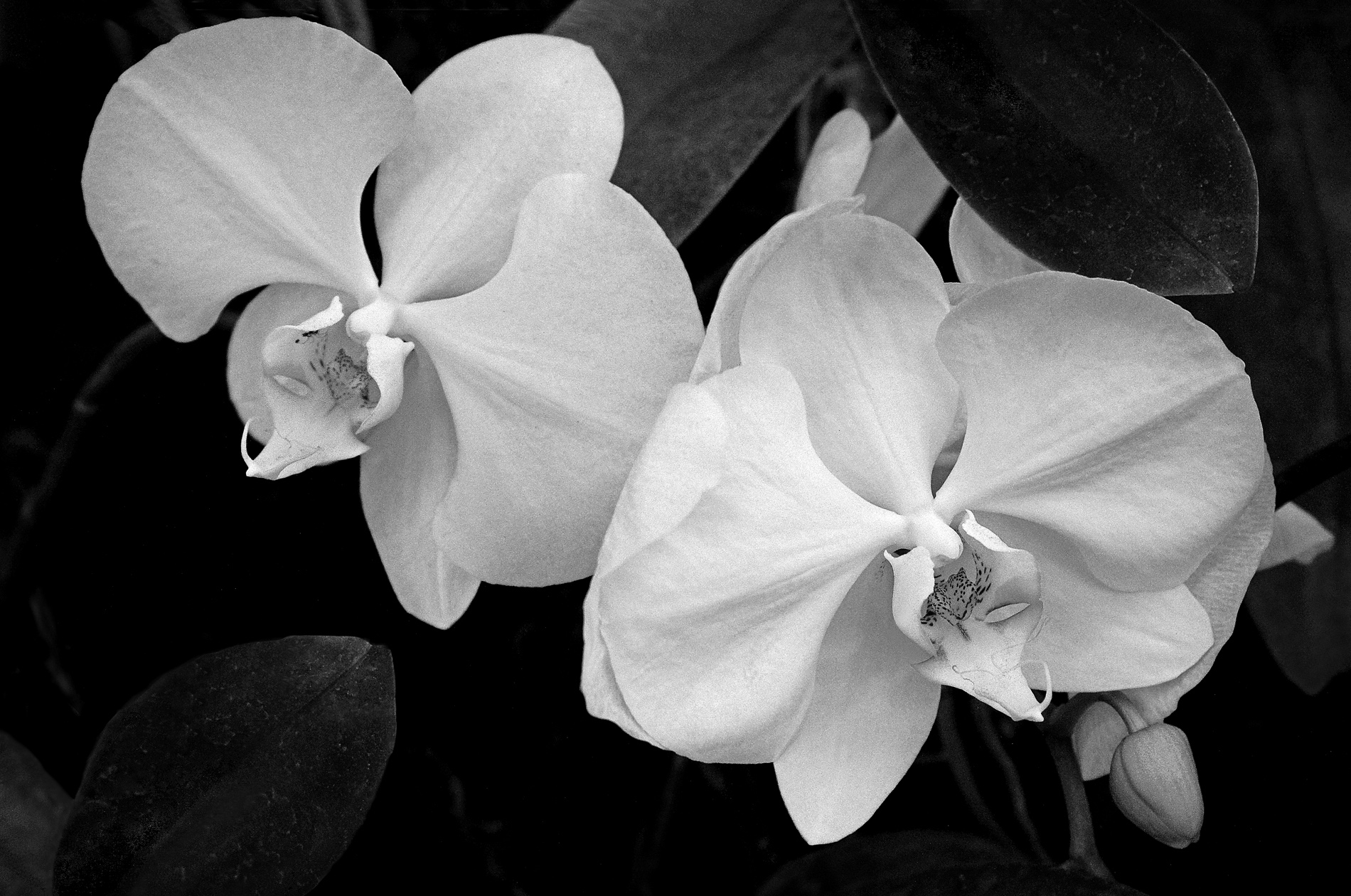 White Orchids