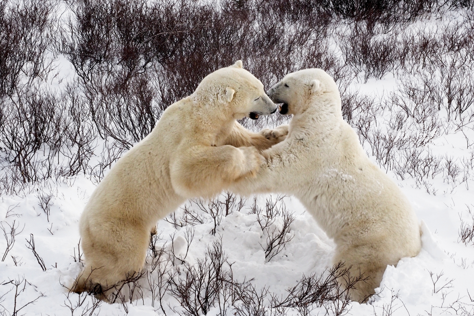 Combat