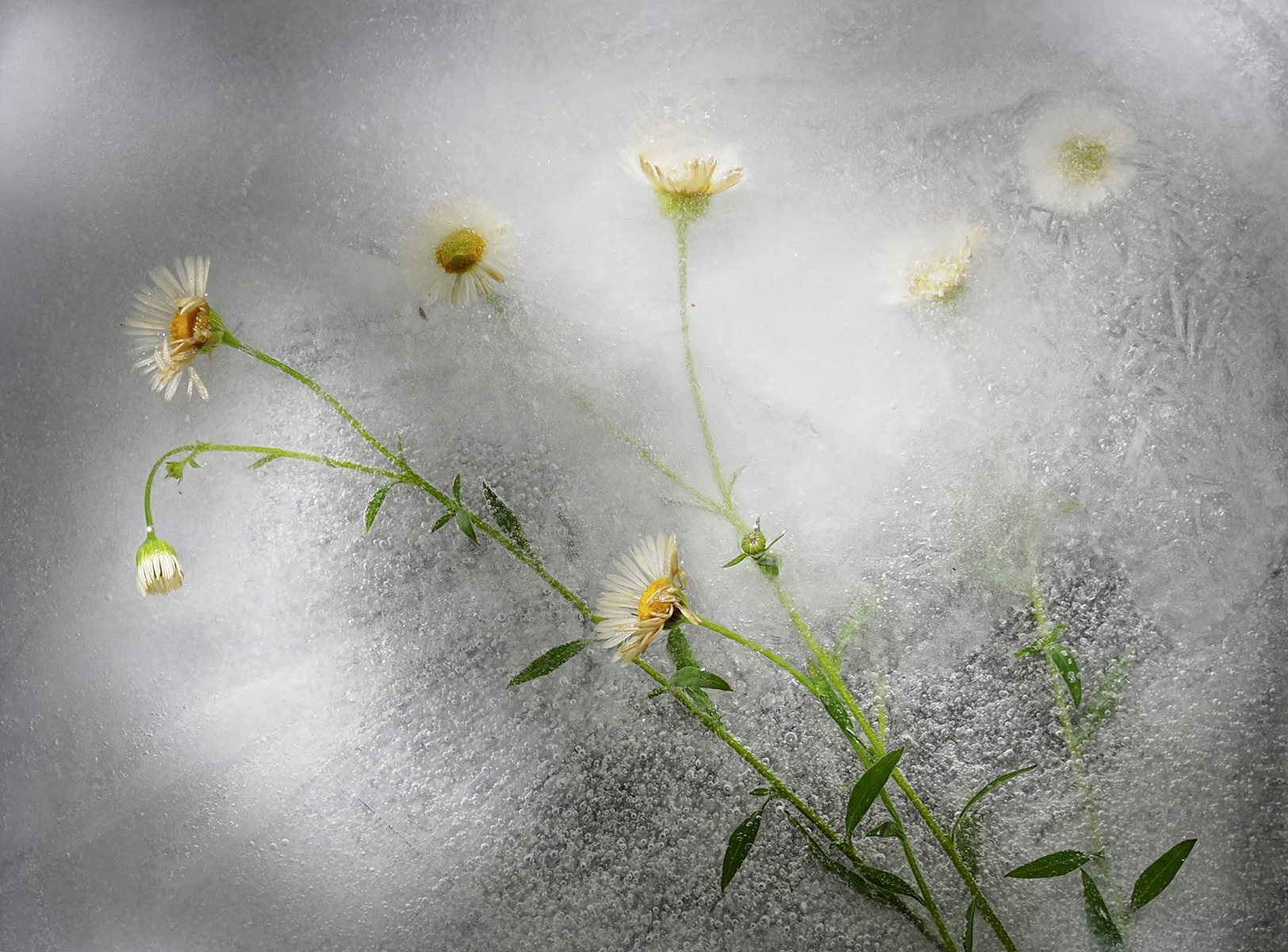 Frozen Blooms