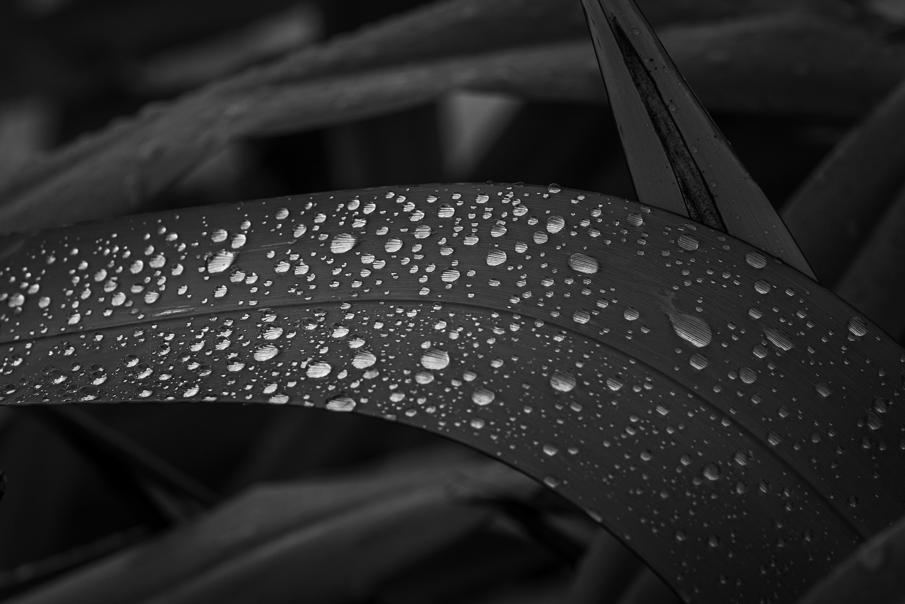 Water Drops