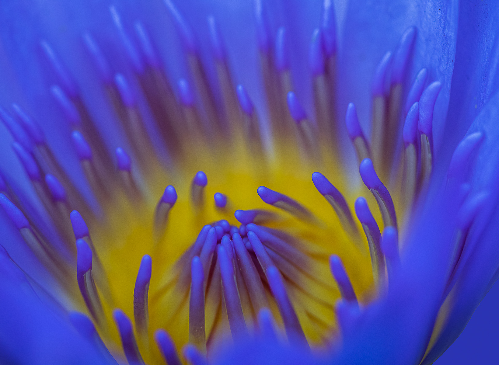 Water Lily