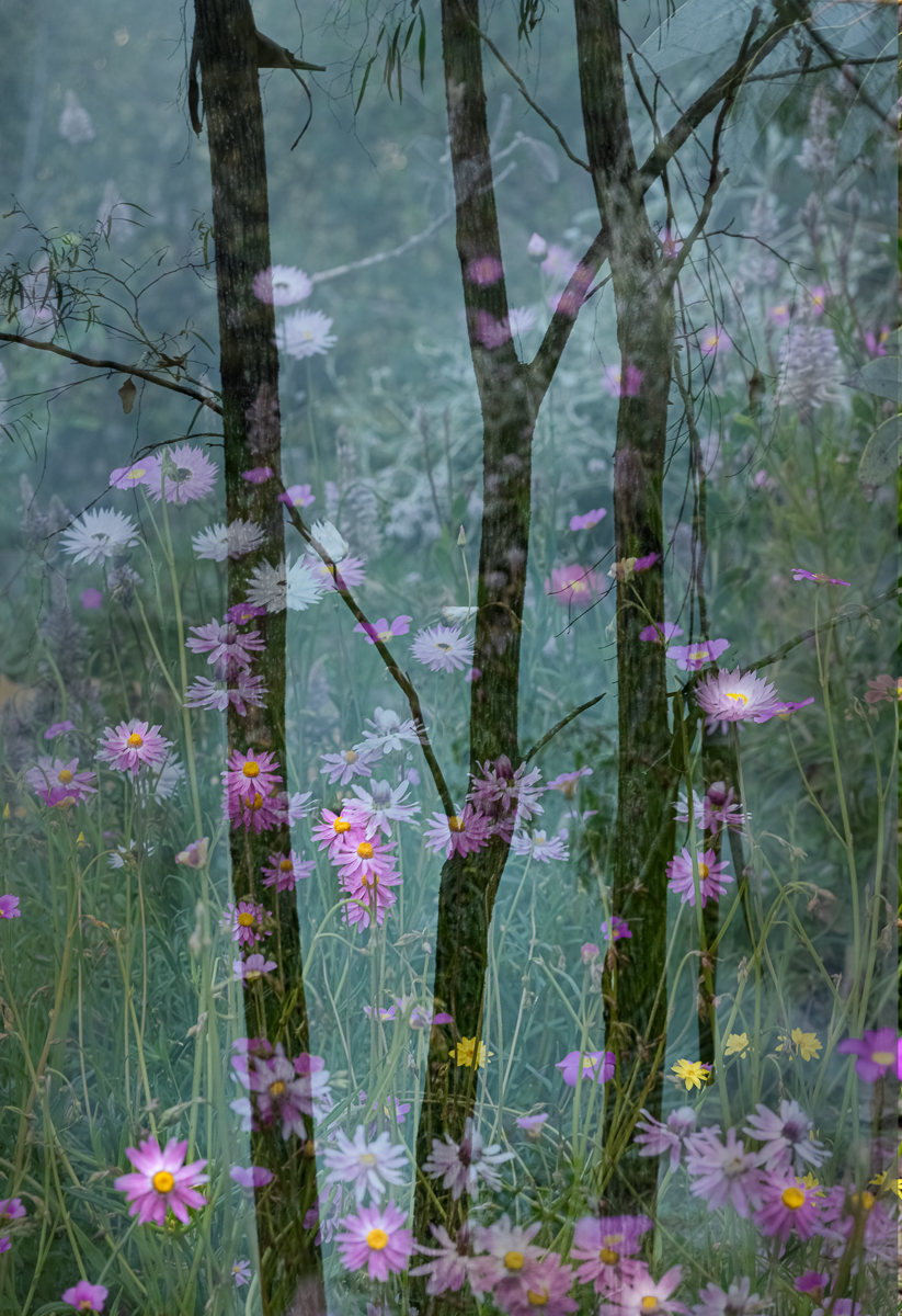 Where the Pixies Play