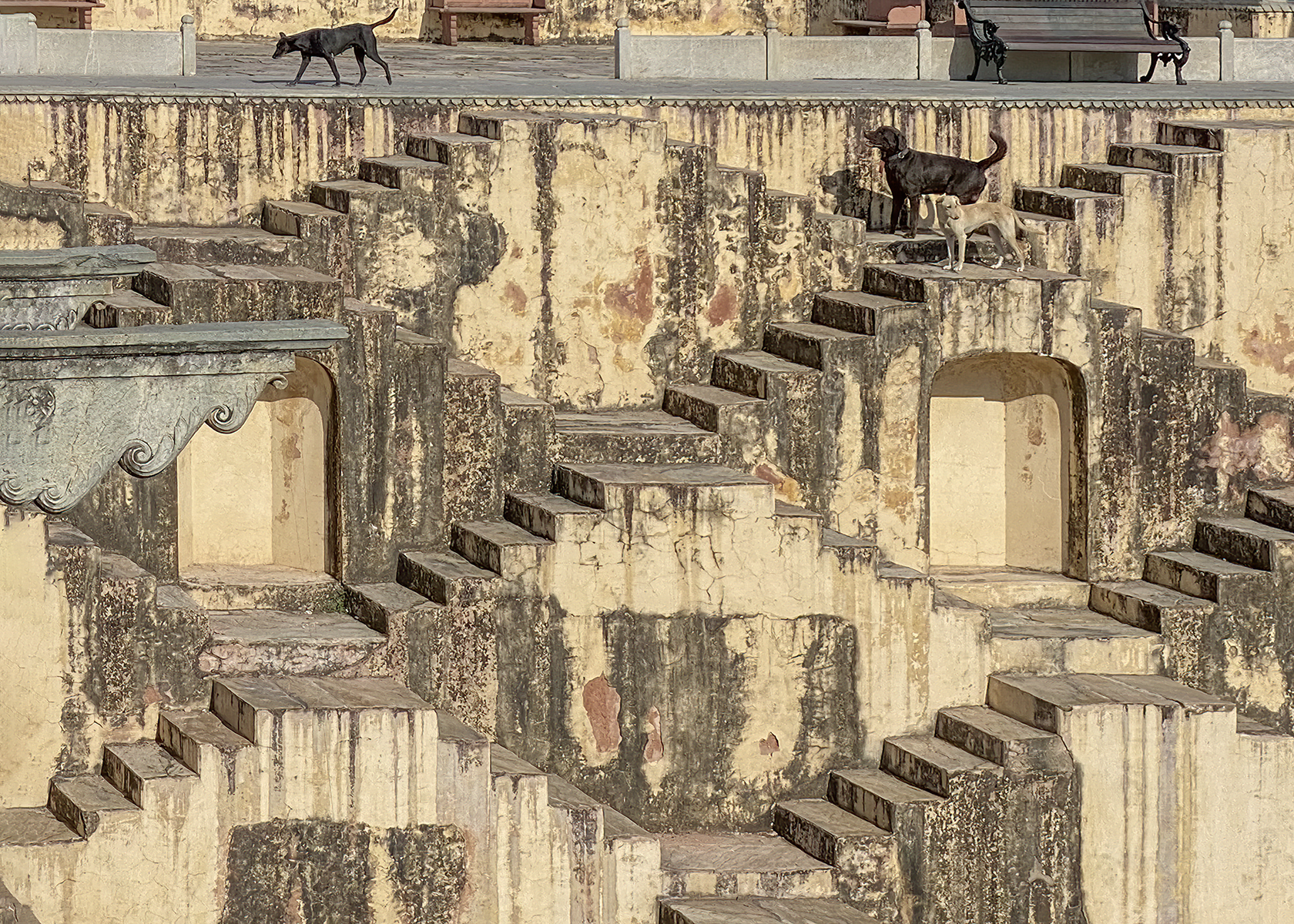 Wild Dogs at the Stepwells