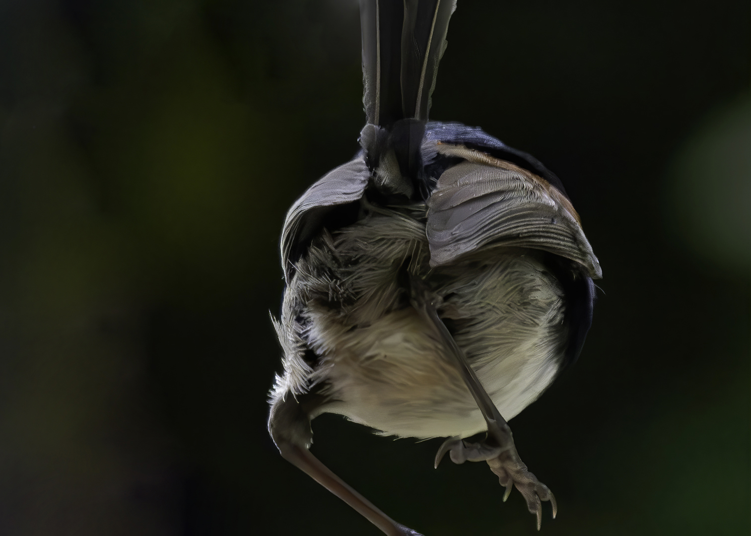 Wren Flies off