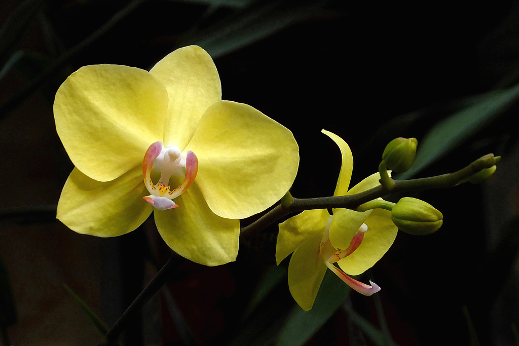 Yellow Orchids