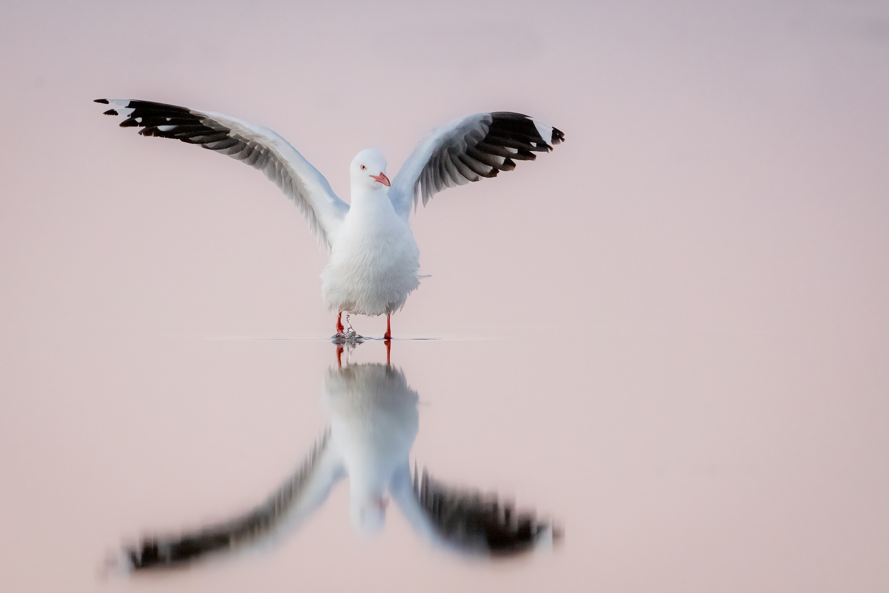 Silver Gull at Sunset