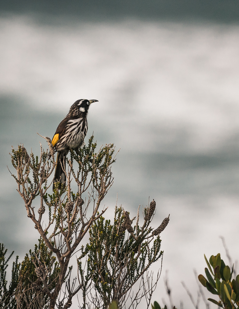 New Holland Honeyeater