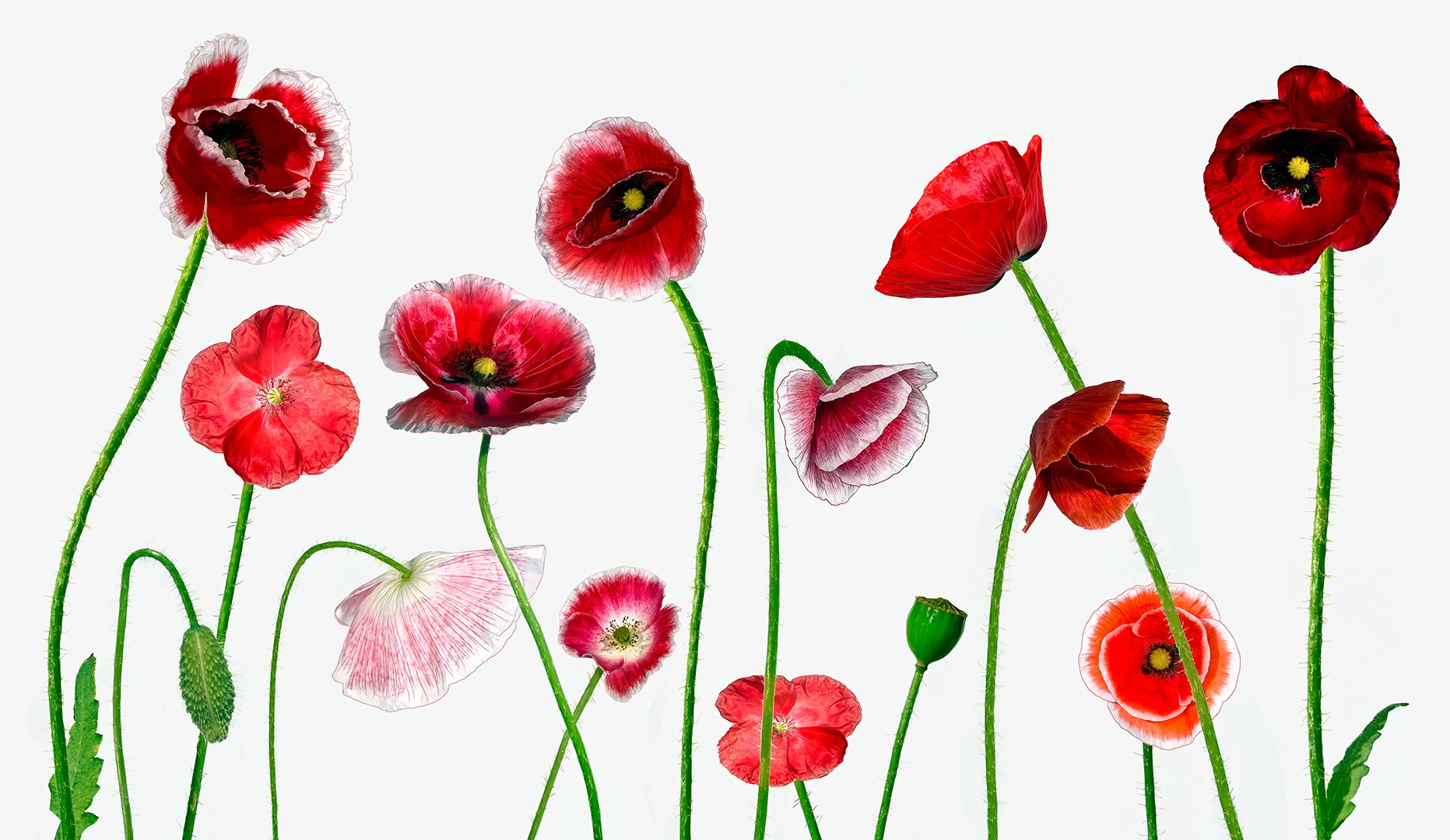 Poppy Family