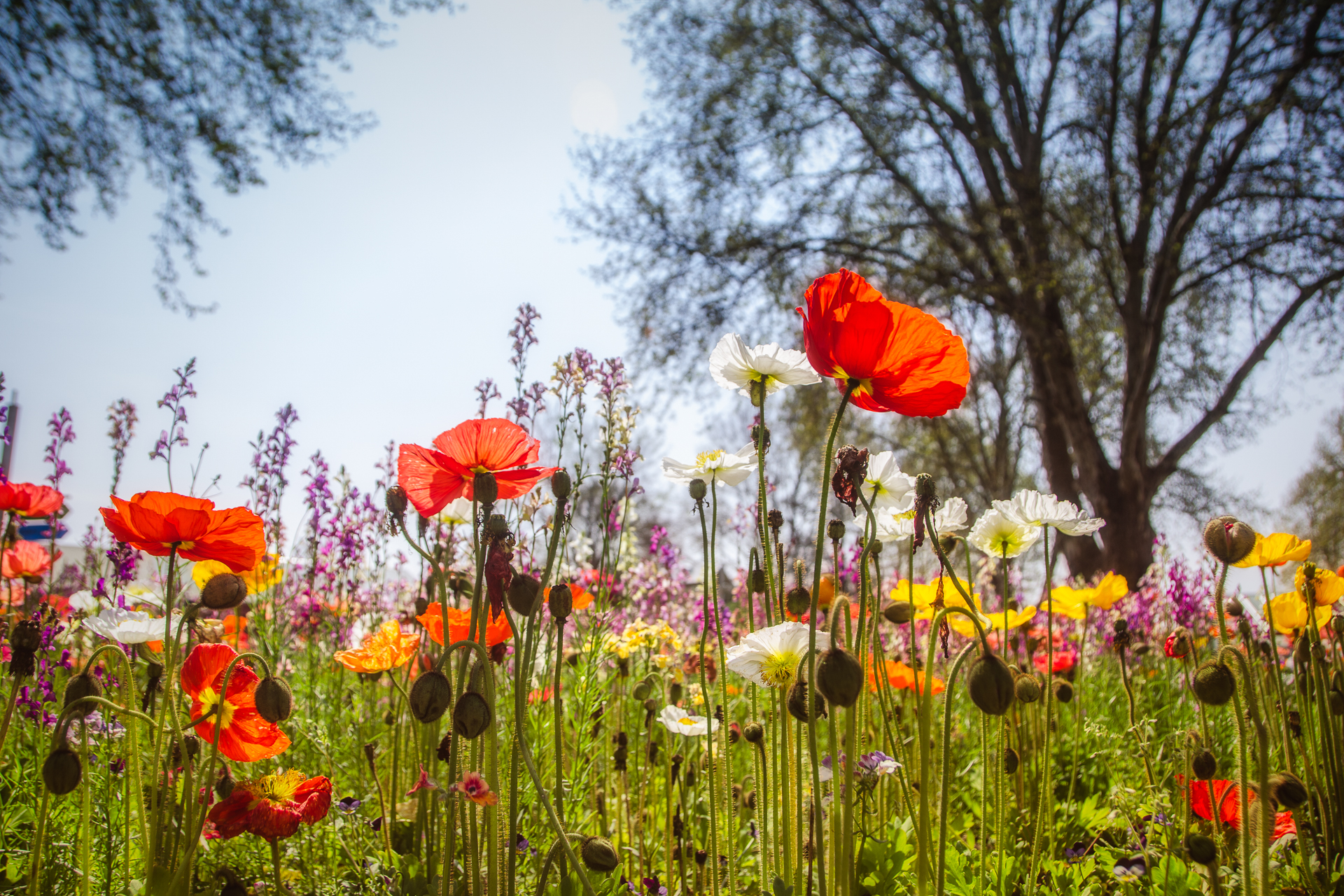 Poppy Field