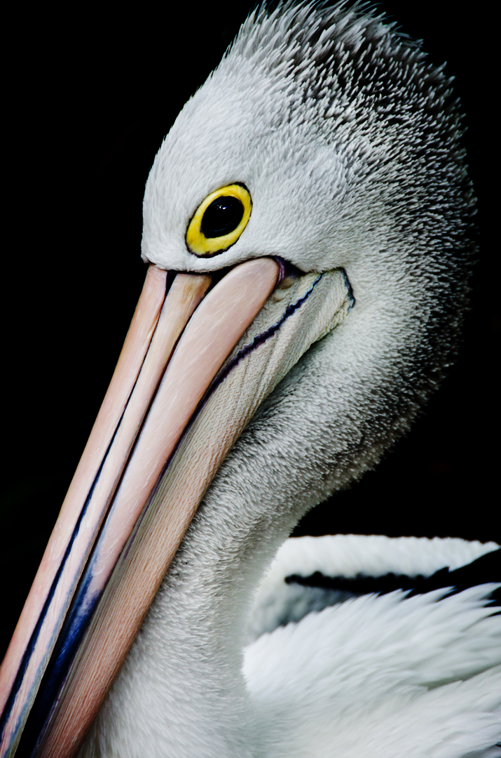 Portrait of a Pelican